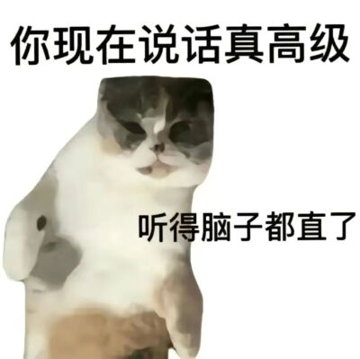 猫猫表情包