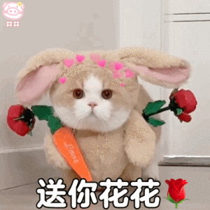 表情包