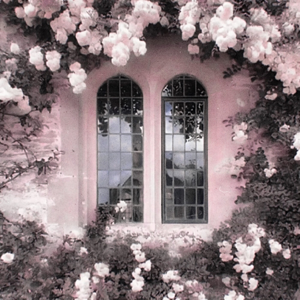 梦里花“纯白的茉莉花”Tu ne peux pas oublier