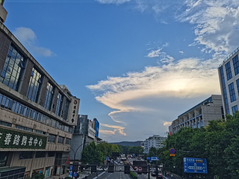 向日葵，长春花，美景