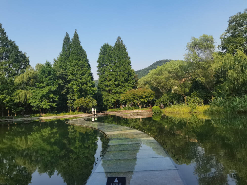 向日葵，长春花，美景