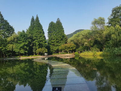 向日葵，长春花，美景