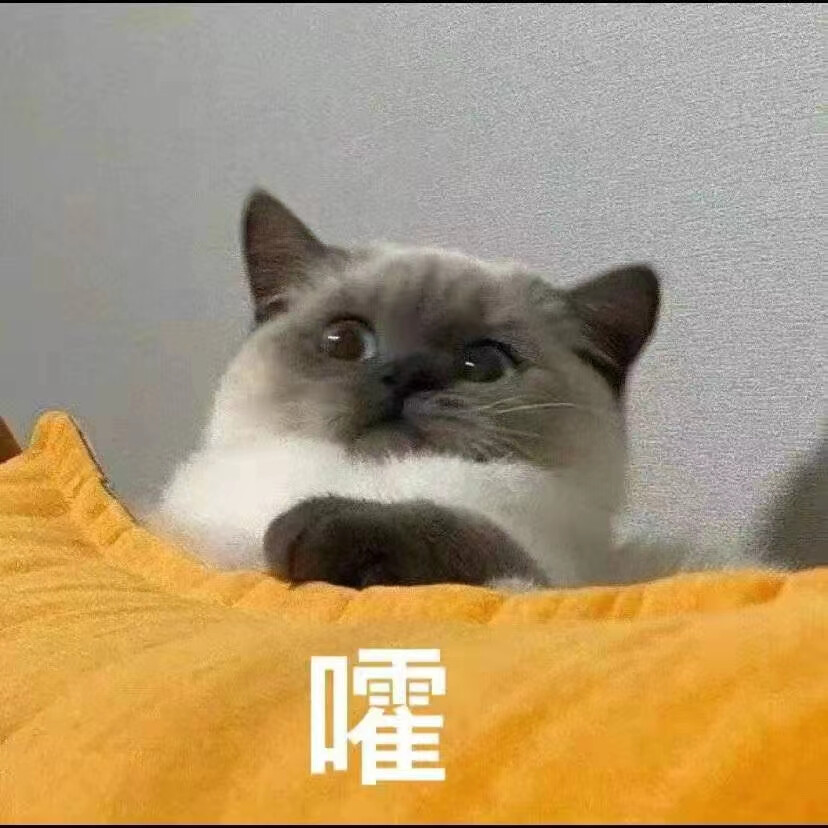 猫猫狗狗