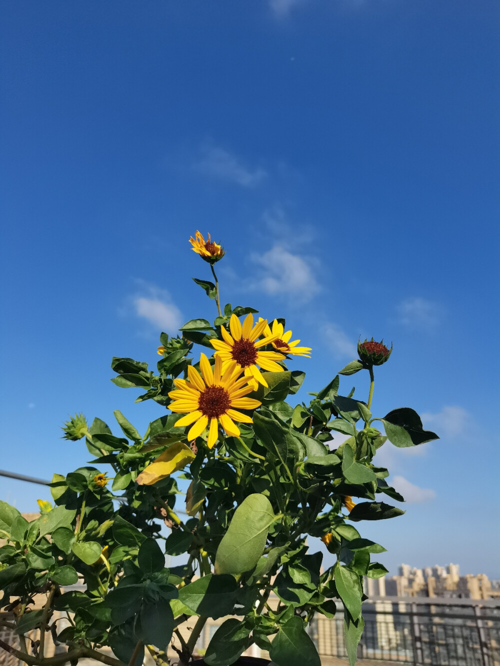 向日葵，长春花，美景