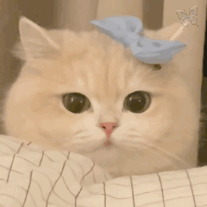 表情包