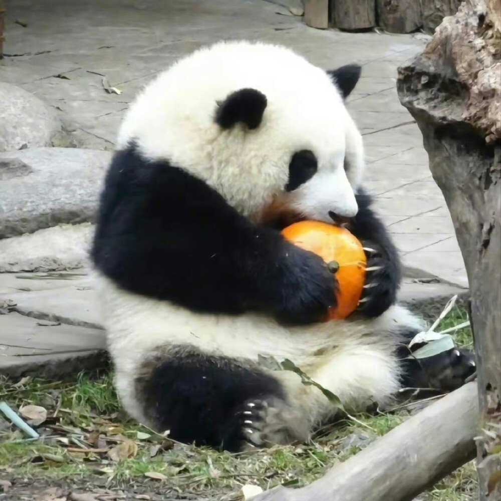 花花小可爱 大熊猫胖宝宝