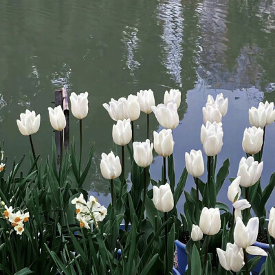 背景图|风景背景图微信鲜花 安静治愈 