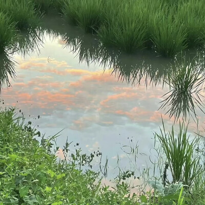 背景图|风景背景图微信鲜花 安静治愈 