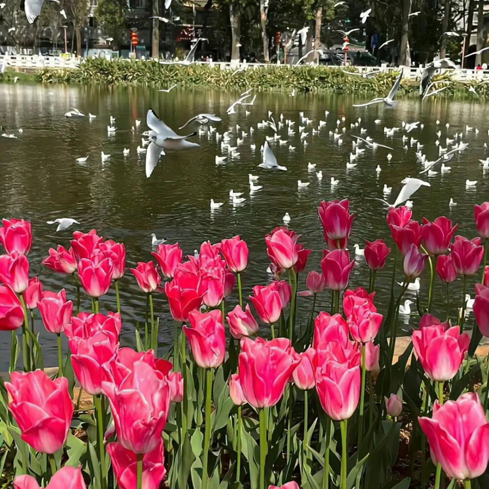 鲜花背景