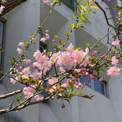 捧花盆友圈背景图 