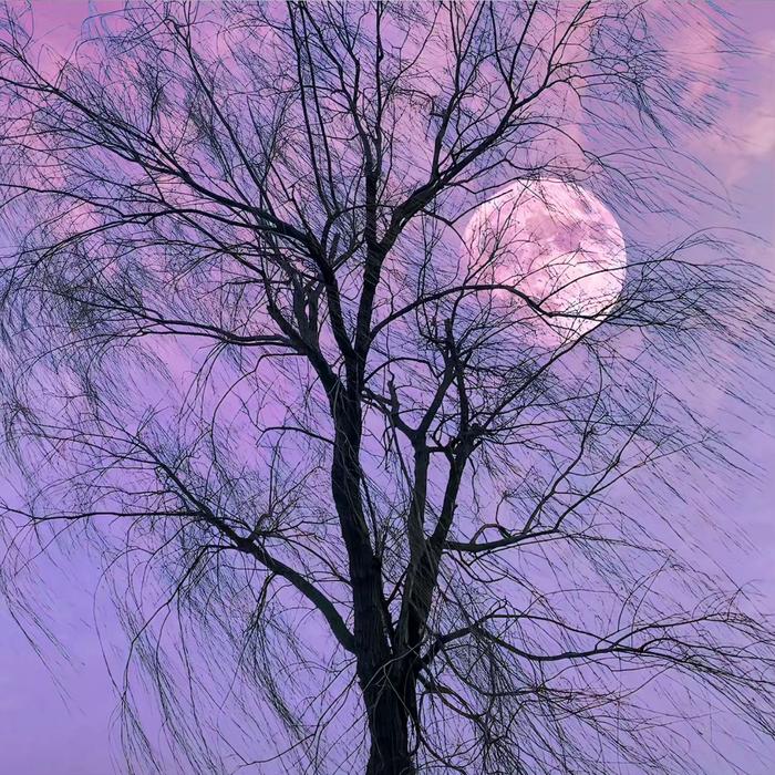 把屏幕调亮，你会看到不一样的景象…
你说紫色是浪漫特立独行的颜色…
紫色背景图 壁纸
侵权删