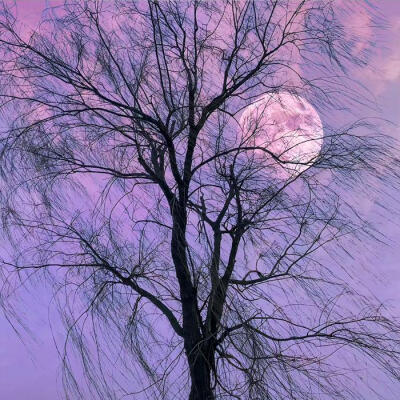 把屏幕调亮，你会看到不一样的景象…
你说紫色是浪漫特立独行的颜色…
紫色背景图 壁纸
侵权删