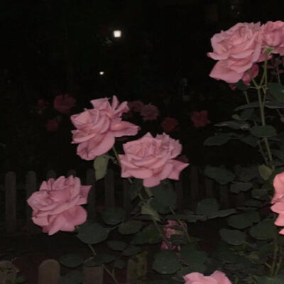 玫瑰花