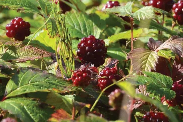 北悬钩子 Rubus arcticus 北极荆棘 北极树莓 极地黑莓 