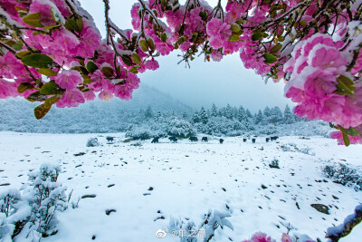 摄影师 程莉 贡嘎山附近的四川省甘孜藏族自治州康定市 一场春雪并没有对怒放的杜鹃花产生丝毫影响，远处一群同样不畏惧严寒的牦牛在雪被之下寻找食物