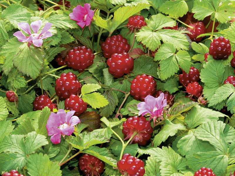 北悬钩子 Rubus arcticus 北极荆棘 北极树莓 极地黑莓 