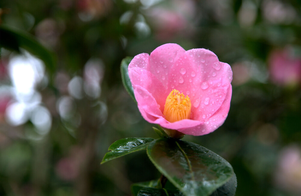 山茶花