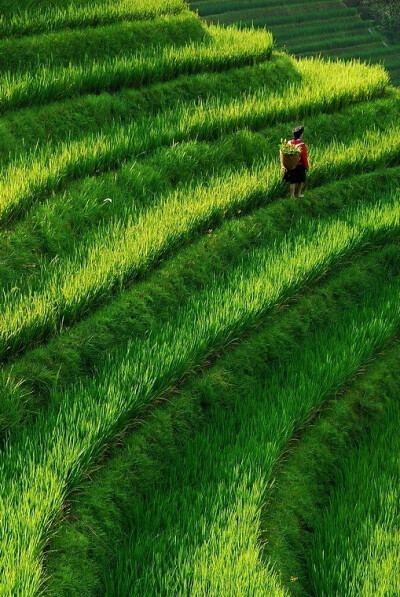 稻花香里说丰年，听取蛙声一片。