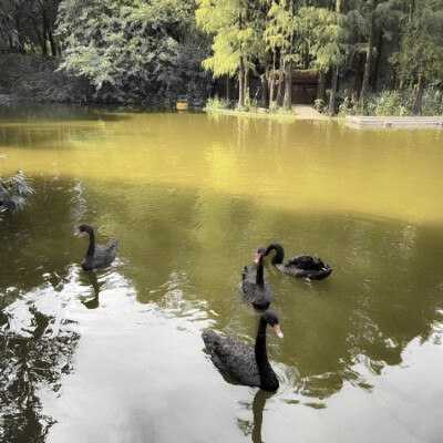 抱图收藏单图
原蒙蒙