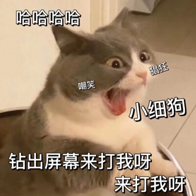 男朋友表情包