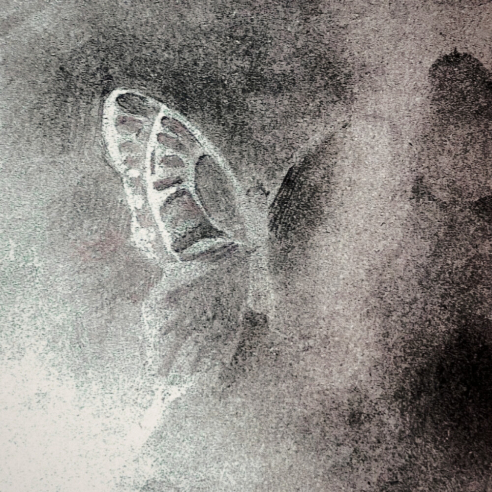 迷路的小蝴蝶找不到它的花了。