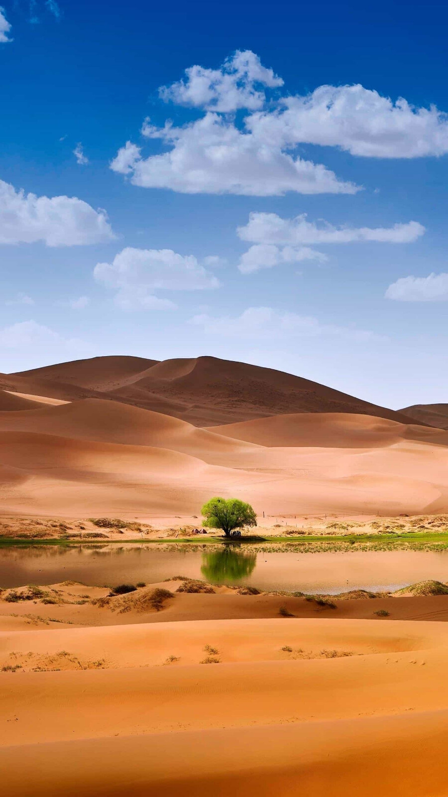 位于新疆准噶尔盆地南部的古尔班通古特沙漠，将会颠覆你对于沙漠的一切认知。©图虫创意