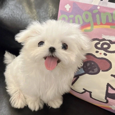 小狗