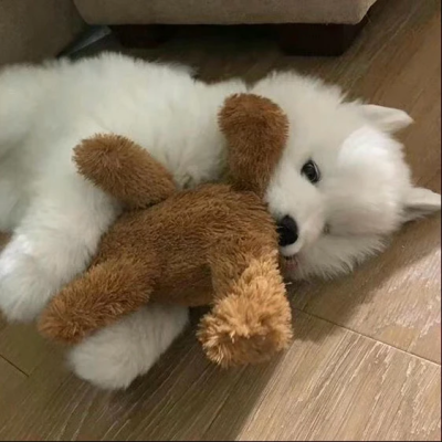 小狗