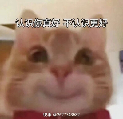 歪头小猫表情包