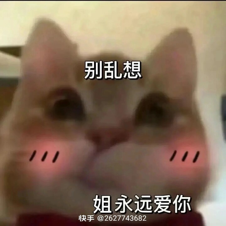 歪头小猫表情包