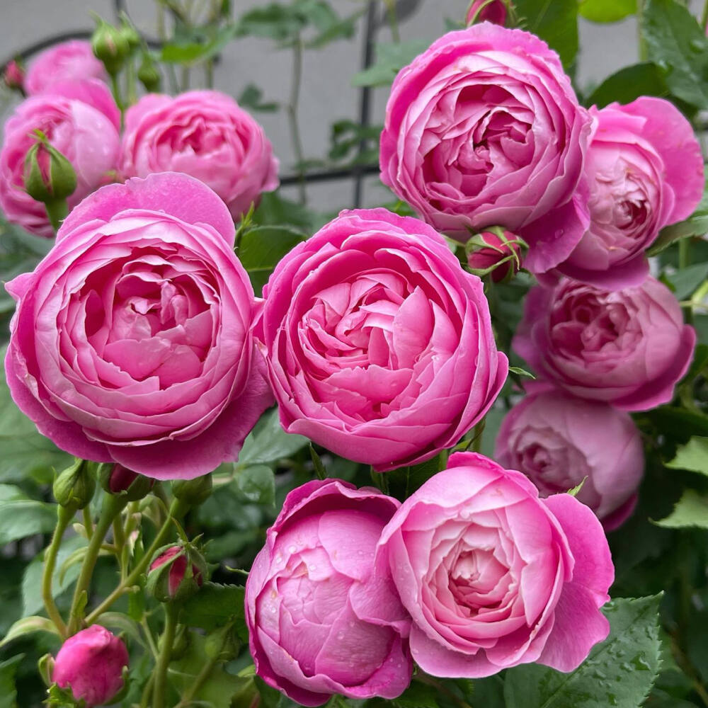 月季维多利亚女王lareinevictoriaラレーヌビクトリアinsyamoroses