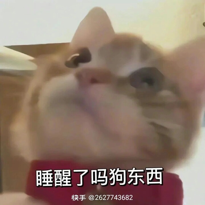 歪头小猫表情包