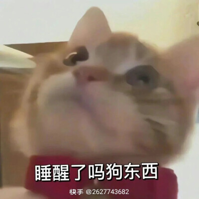 歪头小猫表情包