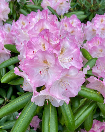 杜鹃花 rhododendron azalea ツツジ ins anneberitied