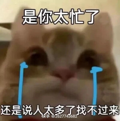 歪头小猫表情包