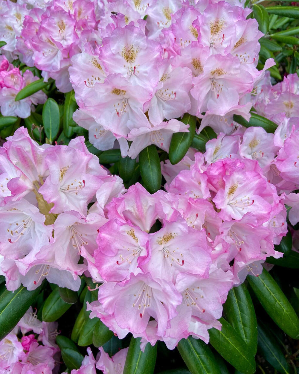 杜鹃花 rhododendron azalea ツツジ ins anneberitied