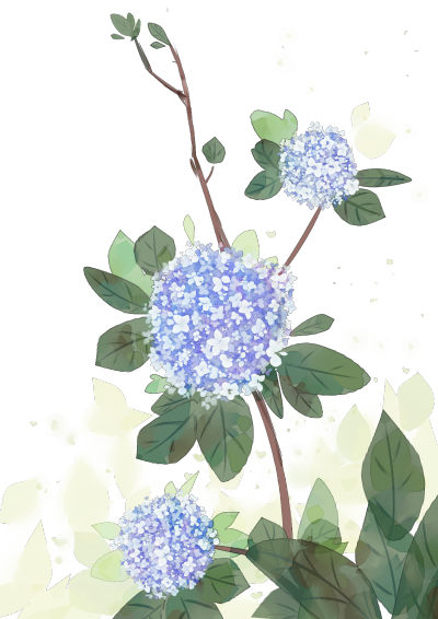 绣球花png