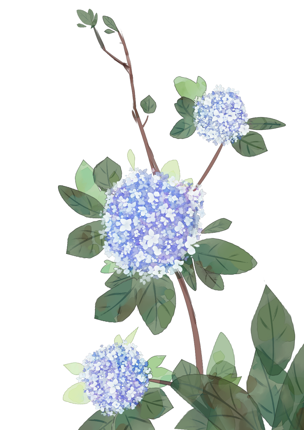 绣球花png