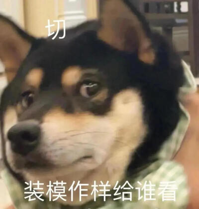 小狗
哈基米