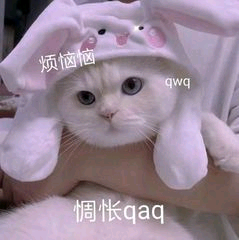 猫咪
哈基米