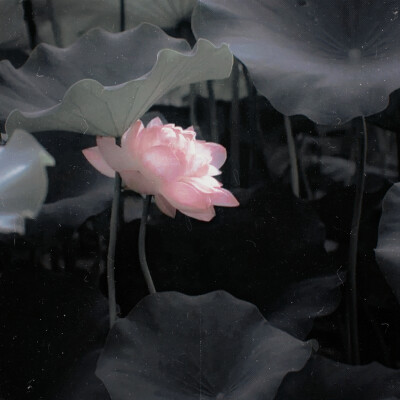 “此生尽，便是永生尽”