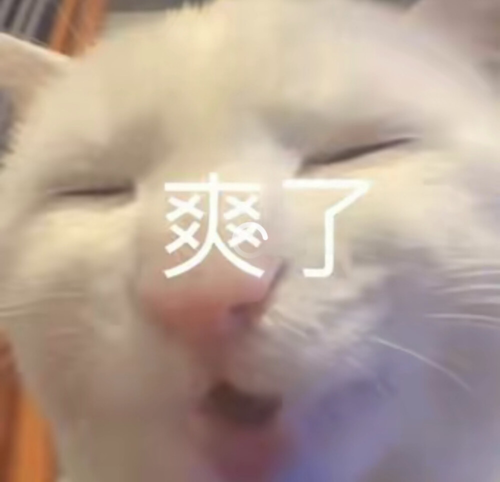 猫咪表情包