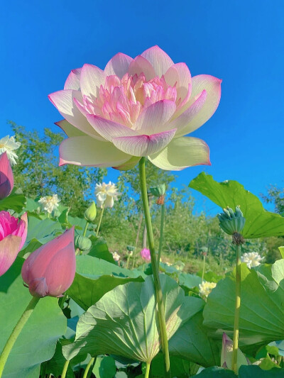 荷花 背景壁纸