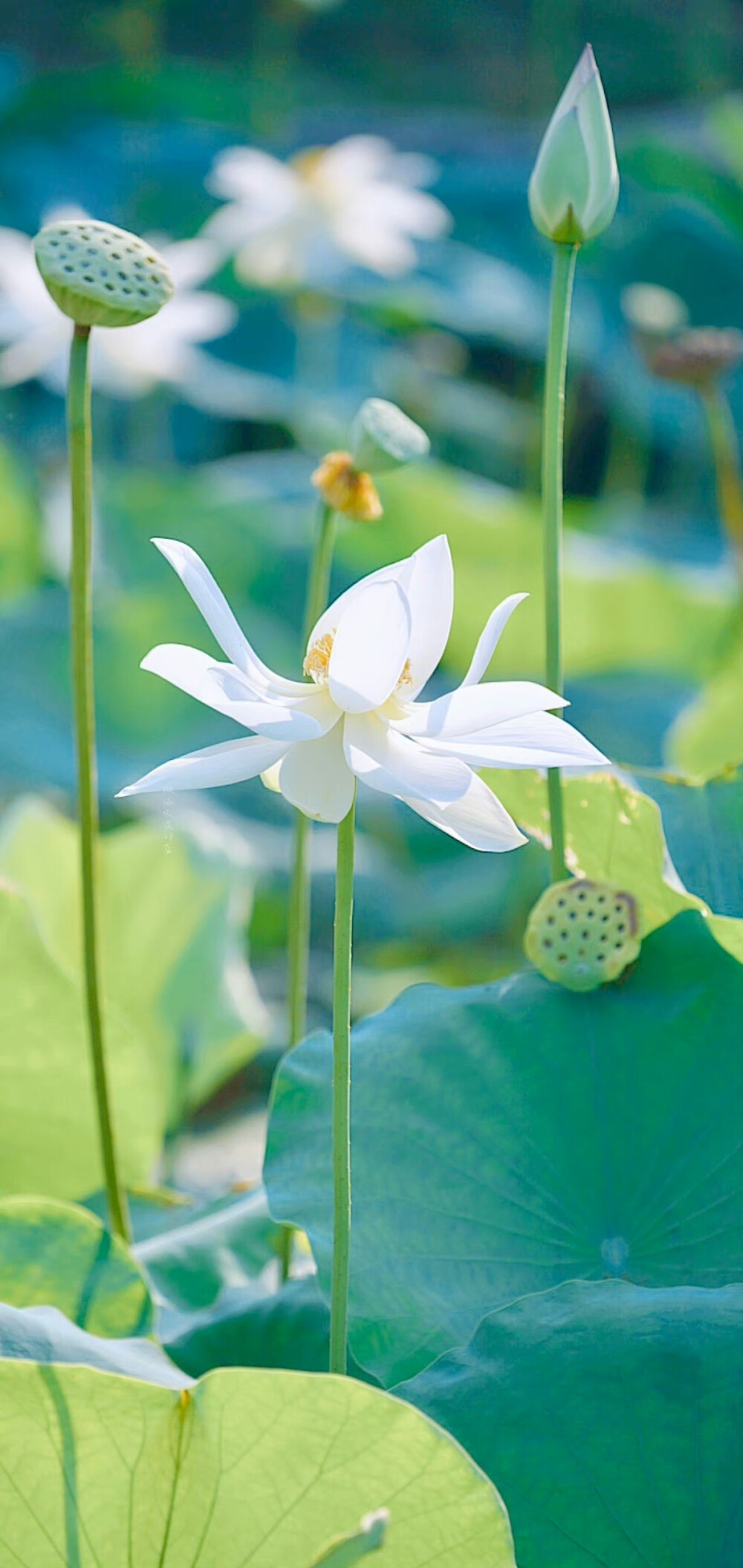 花花壁纸