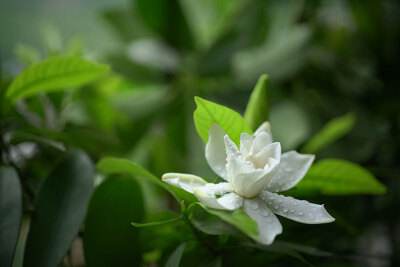 栀子花