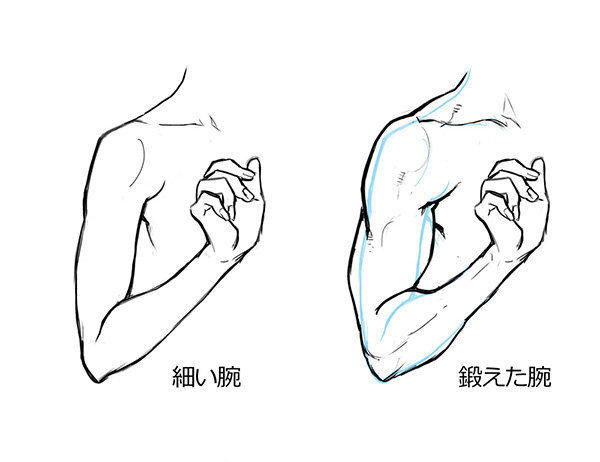 人体参考