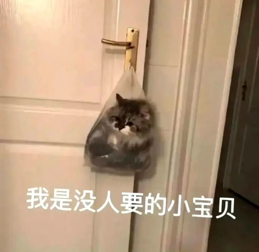 猫猫表情包