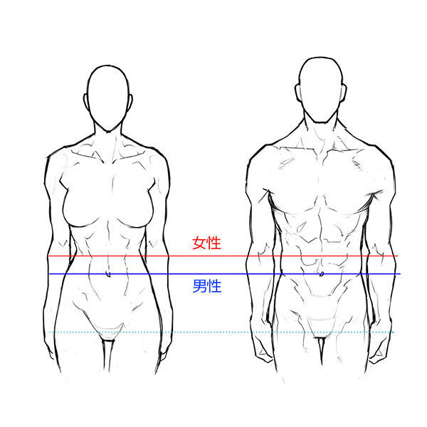 人体参考