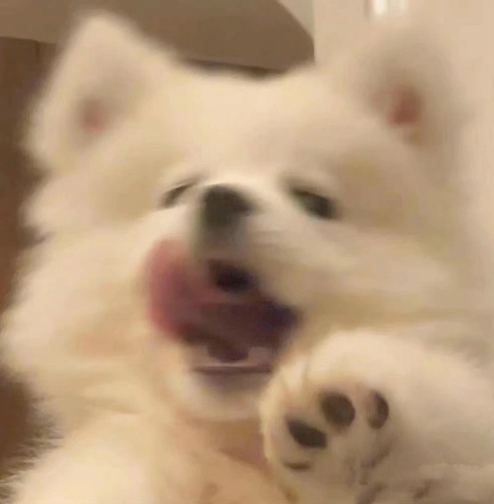 小狗