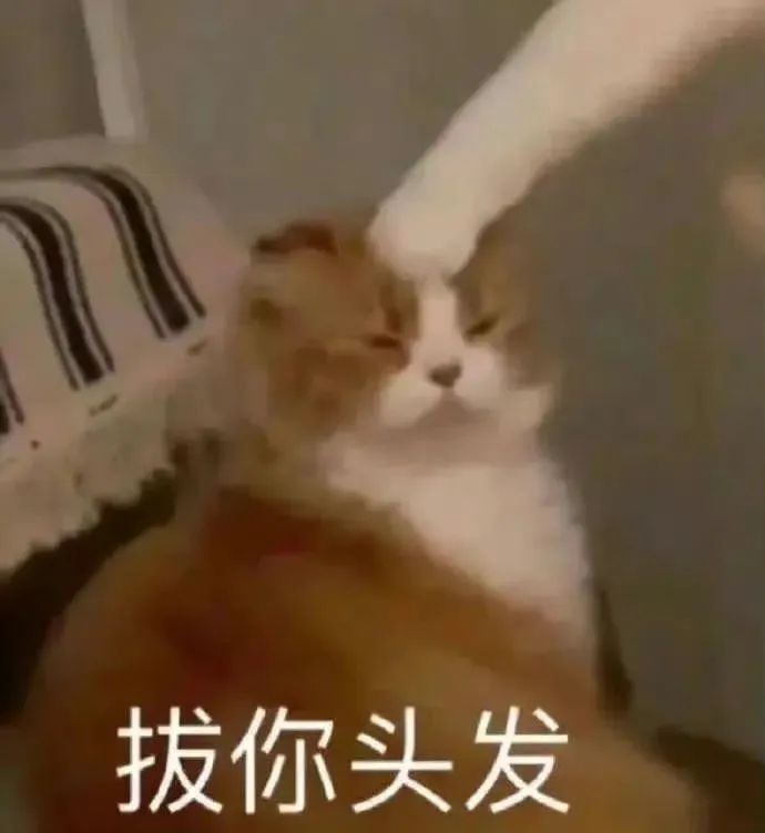 猫猫表情包